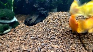 АГРЕССИЯ У #ПОПУГАЕВ ?  СПЛОШНОЕ БАЛОВСТВО РЫБАСОВ ❕❗❕