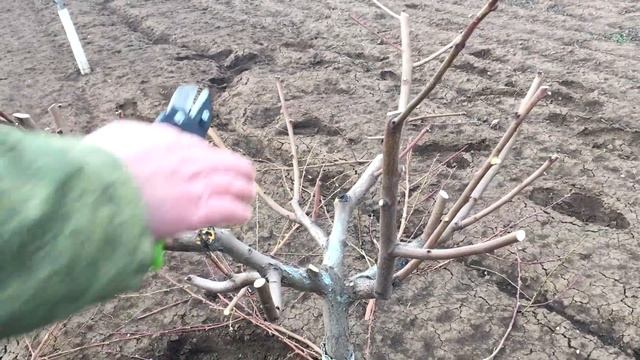 Правильная обрезка персика / 3-й год после посадки / опытный участок / proper peach pruning
