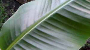 Бананы из семян в домашних условиях