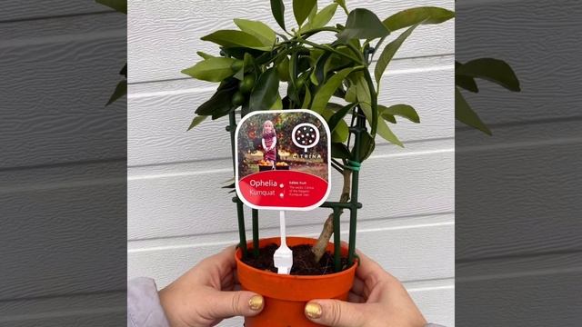 Цитрусы из Цитрины?