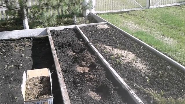 С Любовью о важном и разном. Выращиваем каллы