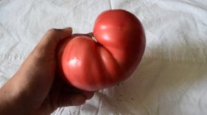 Вы точно уверены, что видели такое?Гигантский томат, очень мясистый и супер вкусный!Что это за сорт?