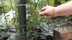 Селекция винограда. Сеянец  или виноград из косточки. Соцветья у сеянца, когда он заплодоносит?