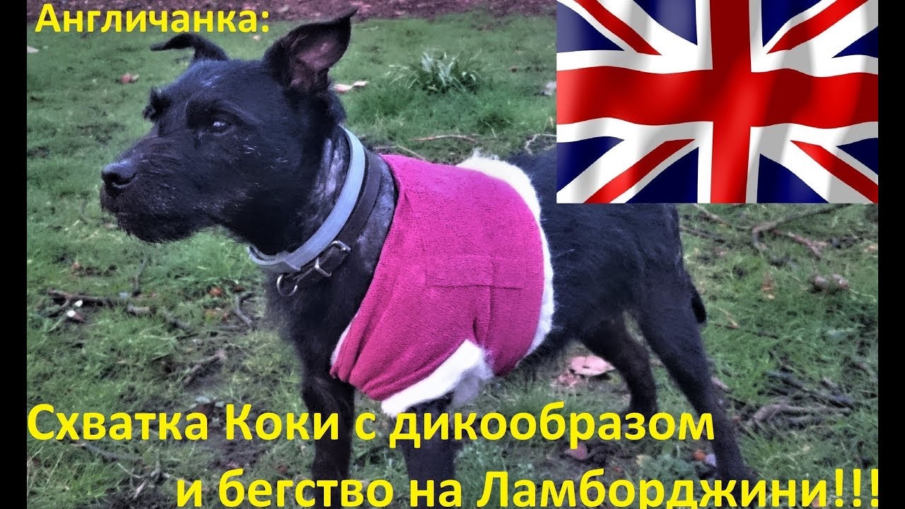 АНГЛИЯ: Схватка собаки Коки с дикообразом и бегство на Ламборджини