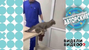 Кошка громит ветеринарный кабинет. Видели видео? Фрагмент выпуска от 02.07.2022