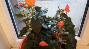 #Бегония#Клубневая#бегонияОНТОП Клубневая бегония Он Топ сорт Солнечный свет.