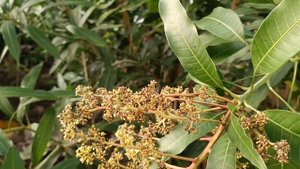 какие тропические растения можно выращиваиь в теплице