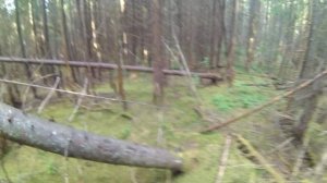 Прогулка в лесу.