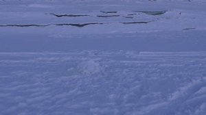 Щука на жерлицы. Налим на налимницы. Часть 2. Рыбалка на новый год 2022. Бурейское водохранилище.