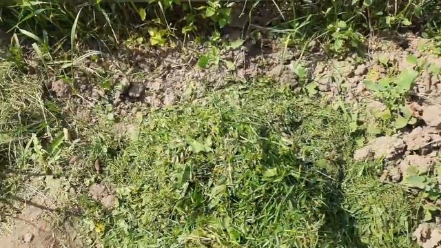 Мульчирование земляники, лука, чеснока и малины. смотреть онлайн