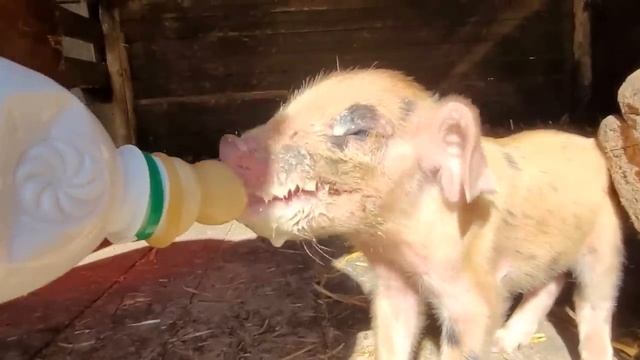 Переехали на ЮГ Это нужно отметить смотреть онлайн