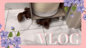 VLOG 09.03.2024 Акробат! Сходила к ортодонту, что же решилось?!