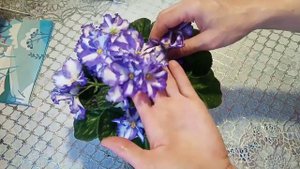 Фиалки Химеры. Как сохранить Фиалку Химеру в коллекции.