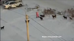 ДРУГАЯ ТОЧКА ЗРЕНИЯ ЗА ОТСТРЕЛ СОБАК