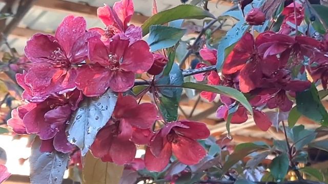 ЯБЛОНИ "НЕДЗВЕДСКОГО"В МОЁМ ВЕСЕННЕМ САДУ!ТЮЛЬПАНЫ,РОМАШКИ!???21 АПРЕЛЯ 2022 ГОДА!????? смотреть онлайн