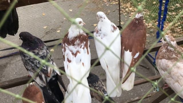 Выставка-ярмарка голубей и декоративных птиц. (16 октября г.Кривой Рог Украина) ЧАСТЬ 3 смотреть онлайн