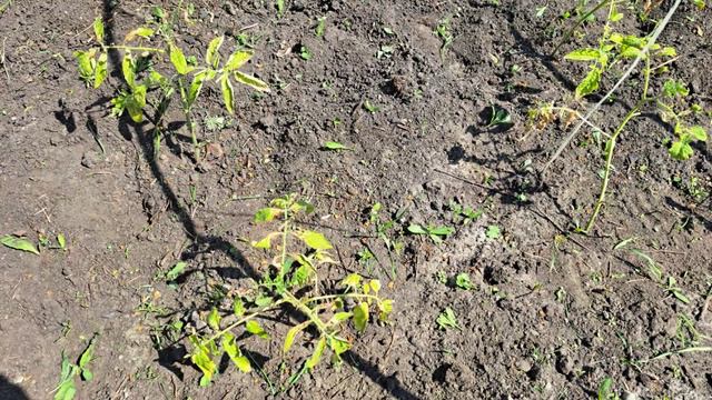 Томат Мамонтенок, так ли он хорош? Из личного опыта. смотреть онлайн