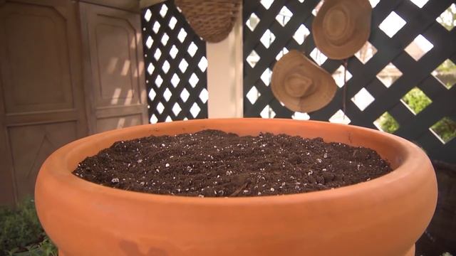 Dahlias: Growing Tips & Care смотреть онлайн