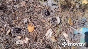 Грибная охота в Семипалатинском сосновом бору