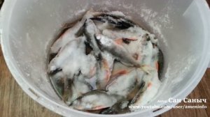 Сушим рыбу - окунь, щука, язь