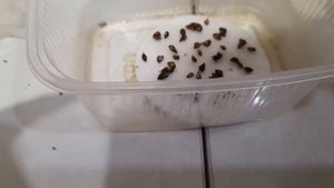 Выращивание из семян лиственницы японской (тонкочешуйчатая, Кемпфера). Этап 1.