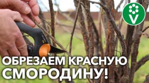 УРОЖАЙ БОЛЬШЕ В РАЗЫ! Как ОБРЕЗАТЬ смородину перед зимой и ЧТО ЕЩЕ кустарнику нужно СЕЙЧАС?