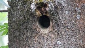 Птенец дятла выглядывает из гнезда. Как дятел кормит птенцов