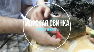 Простой способ отстричь когти у морской свинки
