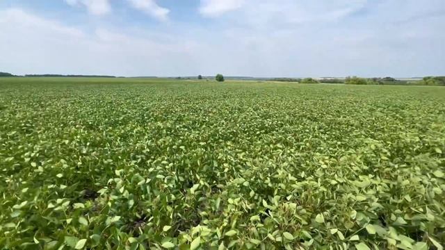 Раундап по цвіту сої?обробляєм 4 раз‼️огляд демо ділянок?соняшника Сінгента‼️???? смотреть онлайн