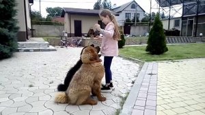 Тибетский мастиф, постановка собаки под ребёнка. ОКД