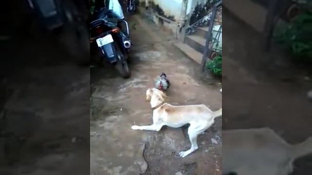 Собака и курица смотреть онлайн