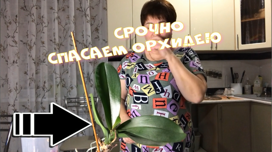 СРОЧНО Спасаем Орхидею  Все что надо знать при пересадки.mp4