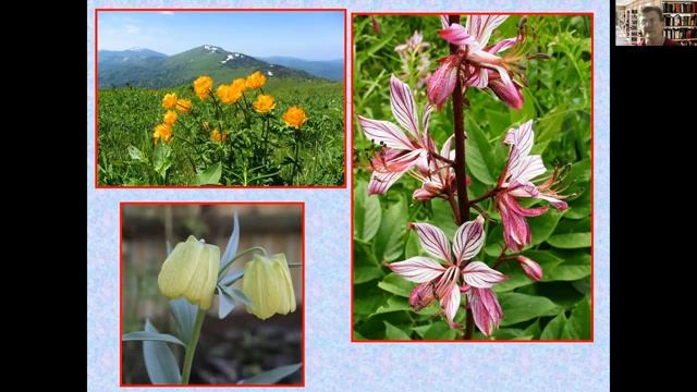 Растительный мир горных областей смотреть онлайн