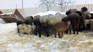 Подводим итоги окота, родилась гиссарская ярочка, соль для овец.