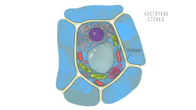 1. Клетка растения. Анатомия растений - 5 - 6 класс смотреть онлайн