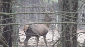 Благородные олени осенью