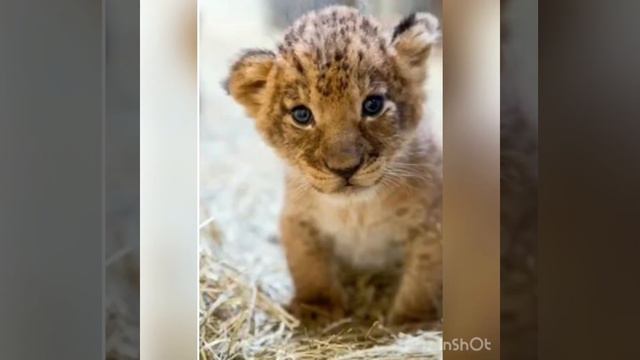 Песня юность и песня пикачу смотреть онлайн