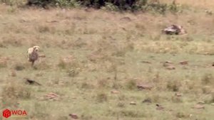 Гепард охотится на кроликов Импала страусы быстрый хищник в животном мире