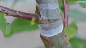 Посадка яблони и груши весной