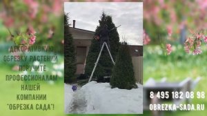 Фигурная обрезка и стрижка туй