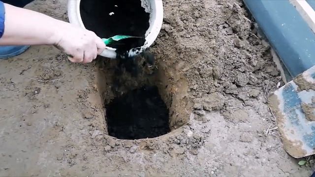 Ежевика. Весенняя посадка саженцев ежевики.