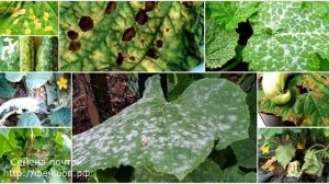 Как спасти огурцы от пероноспороз