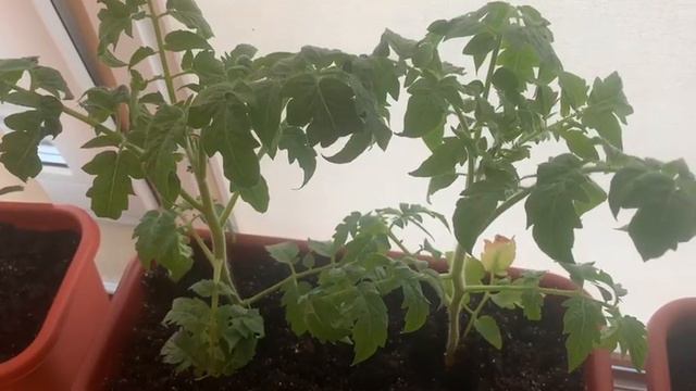 прошло 10 дней с того момента как мы посадили помидоры с минеральной добавкой Ultra смотреть онлайн