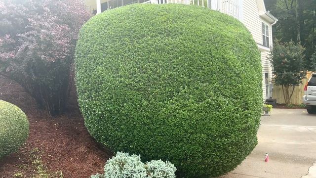 Stihl HSA 56 Battery Hedge Trimmer Test And Review! смотреть онлайн