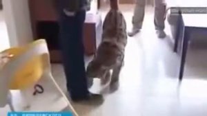 Домашняя рысь, которая живет на балконе