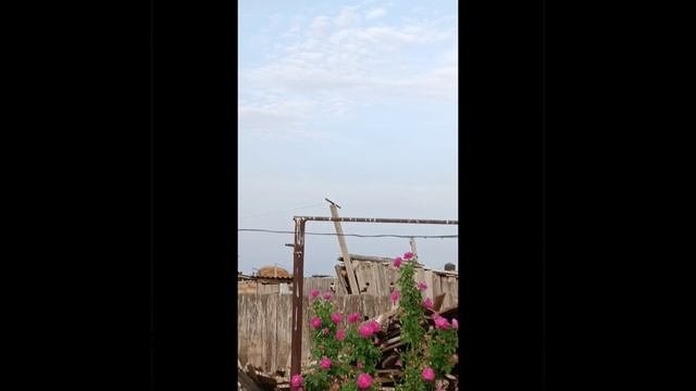 СКВОРЦЫ!!!