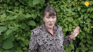 Совет ленивой огородницы: выбирайте лимонник для фасада