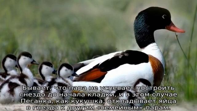 Утка Пеганка — описание смотреть онлайн