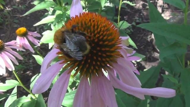 Эхинацея пурпурная. Echinacea Purpurea.
