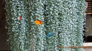 Дихондра обыкновенный Сильвер фолс ? Сильвер фолс обзор: как сажать, семена дихондры Сильвер фолс